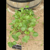 Senecio Angulatus (fam Asteracees) (Afrique du sud) (01)